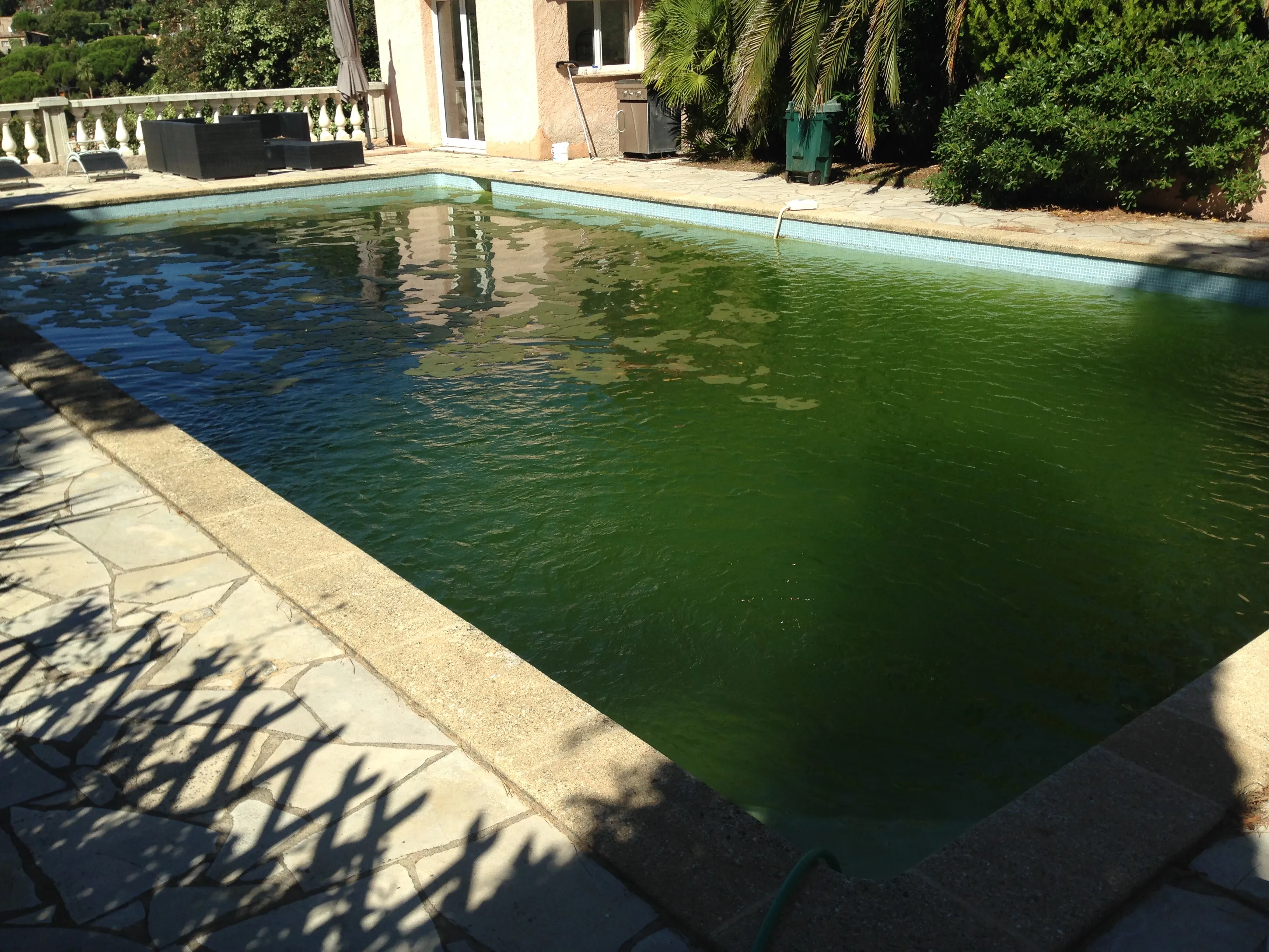 Piscine eau verte avant traitement